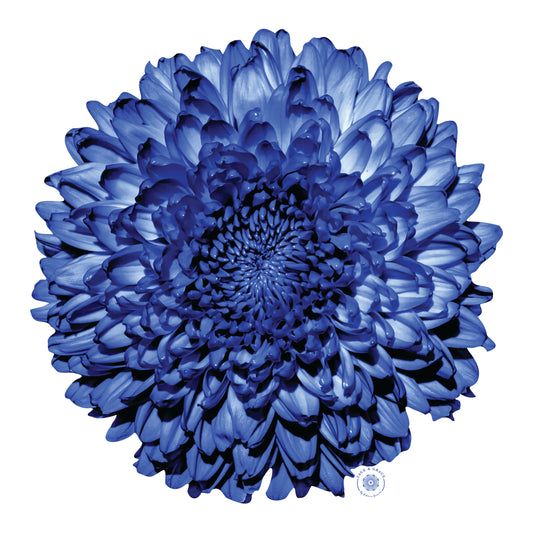 Portaplato Crisantemo Azul - Corte Registro Kit de 6