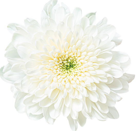 Portaplato Crisantemo Blanco - Kit de 6