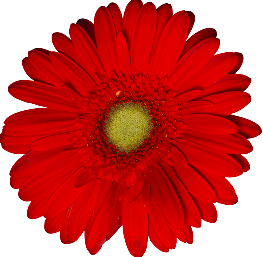Portaplato Gerbera Roja - Corte Registro Kit de 6