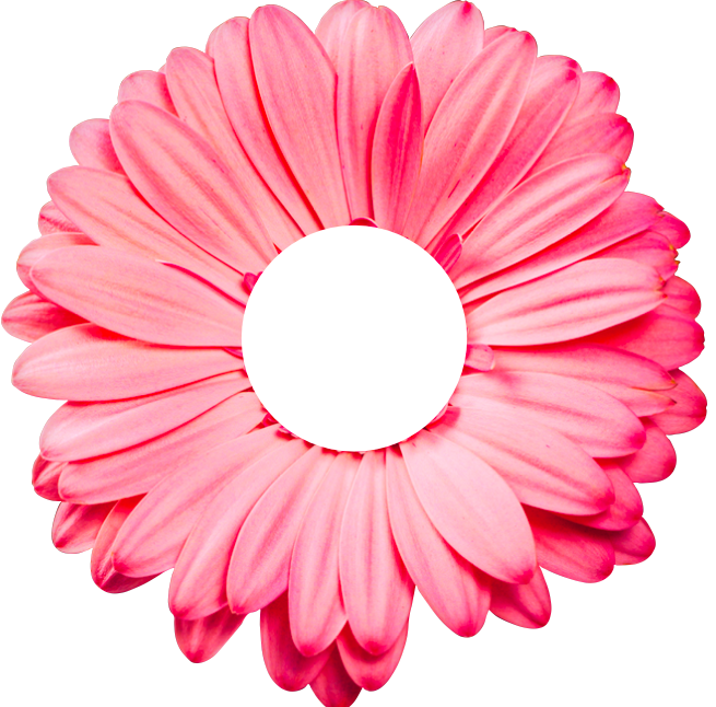 Servilletero Gerbera Rosa - Kit de 6