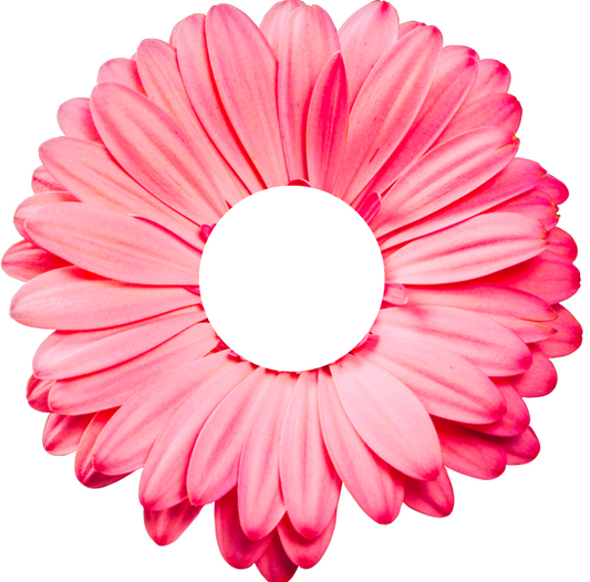 Servilletero Gerbera Rosa - Kit de 6