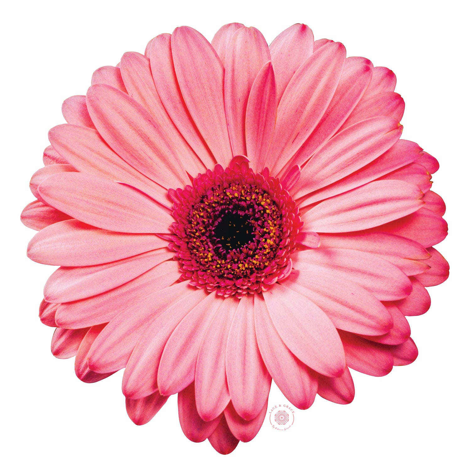 Gerberas