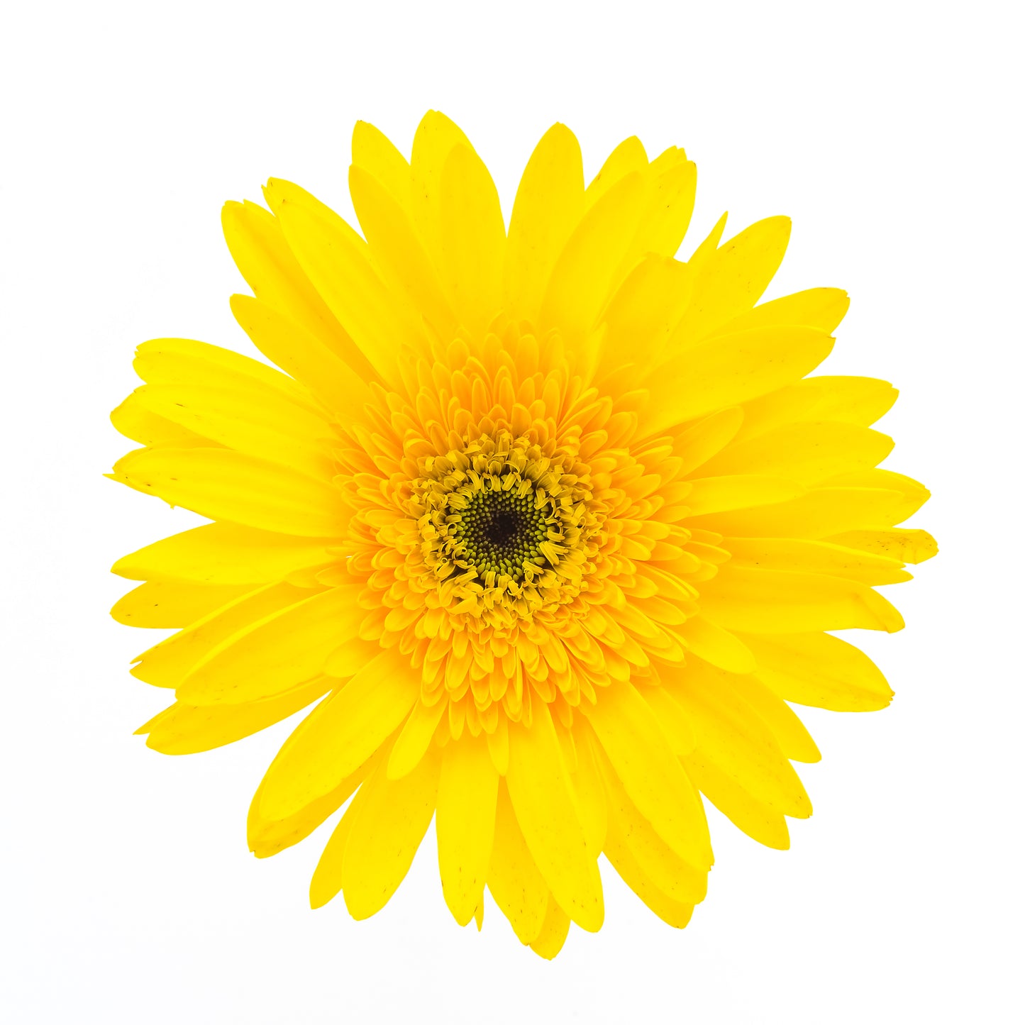 Portaplato Gerbera Amarilla - Corte registro Kit de 6
