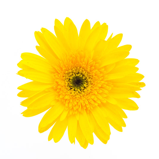Portaplato Gerbera Amarilla - Corte registro Kit de 6